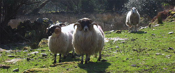 Killer Schafe in Kerry?
